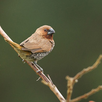 Scaly-breasted munia