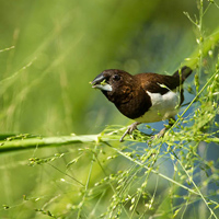 White-rumped munia