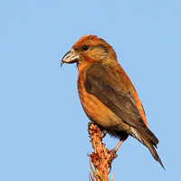 Common crossbill