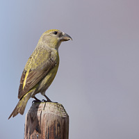 Common crossbill