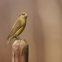 Common crossbill