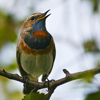 Bluethroat