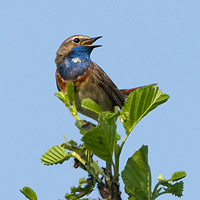 Bluethroat