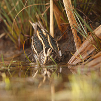 Jack Snipe