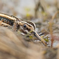 Jack Snipe