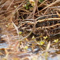 Jack Snipe