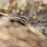 Jack Snipe