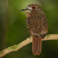 White-whiskered Puffbird