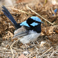 Superb Fairywren