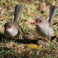 Superb Fairywrens