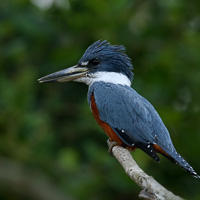 Ringed Kingfisher