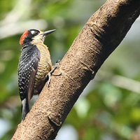 Black-cheeked woodpecker