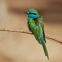 Green bee-eater