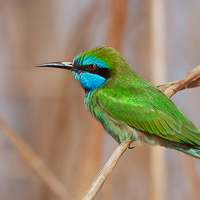 Green bee-eaters