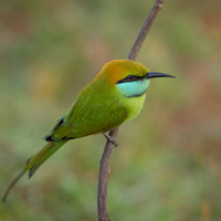 Green bee-eater