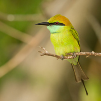 Green bee-eater