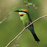 Rainbow Bee-eater