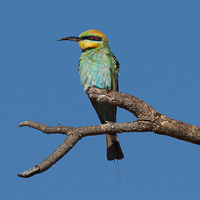 Rainbow Bee-eater