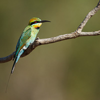 Rainbow Bee-eater