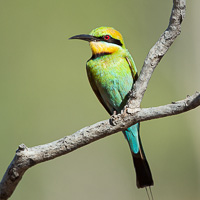 Rainbow Bee-eater