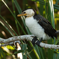 Little Pied Cormorant