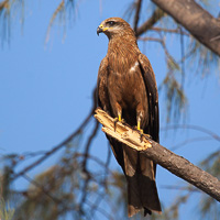 Black Kite