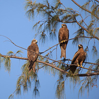 Black Kite