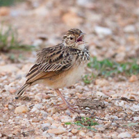 Jerdon's bush lark