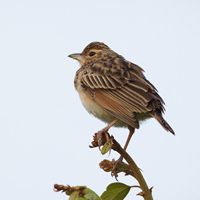 Jerdon's bush lark