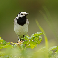 White Wagtail