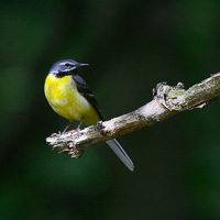 Grey Wagtail