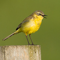 Yellow Wagtail