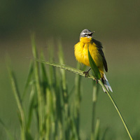 Yellow Wagtail