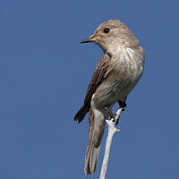 Striated Flycatcher