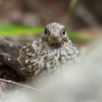 Striated Flycatcher