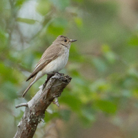 Striated Flycatcher