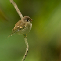 Brown-breasted flycatcher