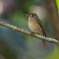 Brown-breasted flycatcher