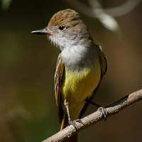 Dusky-capped Flycatcher