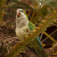 Monk Parakeet