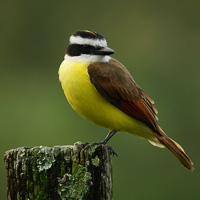 Social Flycatcher