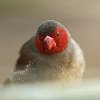 Crimson Finch