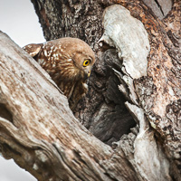 Barking Owl