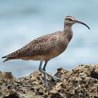 Whimbrel