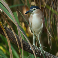 Nankeen Night heron