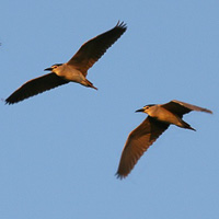 Night Heron