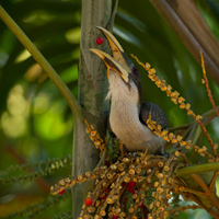 Sri Lanka grey hornbill