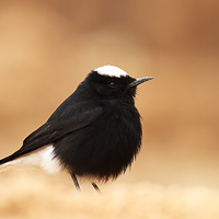 White-crowned Wheatear