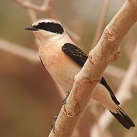 Northern Wheatear