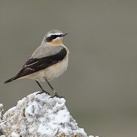 Northern Wheatear